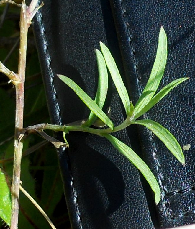 Centaurea jacea s.l.